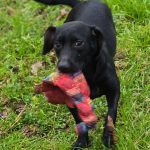 Adoptable (Official) Georgia Dogs for July 1, 2026