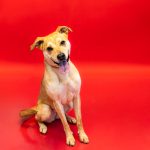 Adoptable (Official) Georgia Dogs for July 8, 2026