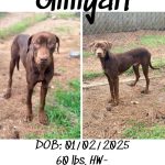 Adoptable (Official) Georgia Dogs for July 16, 2026
