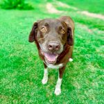 Adoptable (Official) Georgia Dogs for July 15, 2026