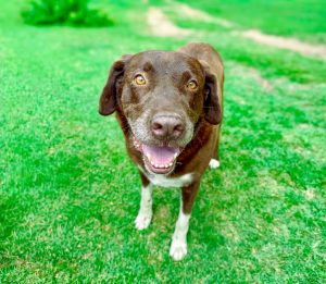Adoptable (Official) Georgia Dogs for July 15, 2026