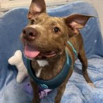 Adoptable (Official) Georgia Dogs for July 17, 2026