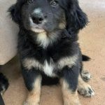Adoptable (Official) Georgia Dogs