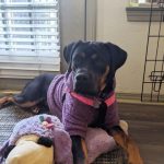 Adoptable (Official) Georgia Dogs for July 21, 2026