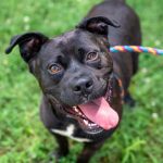 Adoptable (Official) Georgia Dogs for July 22, 2026