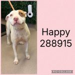 Adoptable (Official) Georgia Dogs for July 24, 2026