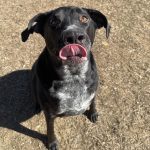 Adoptable (Official) Georgia Dogs for July 27, 2026