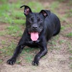 Adoptable (Official) Georgia Dogs for July 28, 2026