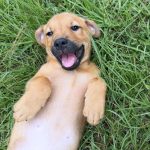Adoptable (Official) Georgia Dogs for July 29, 2026