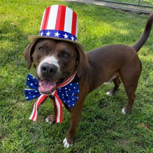 Adoptable (Official) Georgia Dogs for August 3, 2026