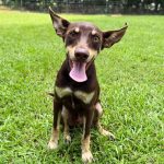 Adoptable (Official) Georgia Dogs for August 4, 2026