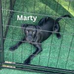 Adoptable (Official) Georgia Dogs for August 5, 2026