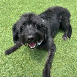Adoptable (Official) Georgia Dogs for August 7, 2026