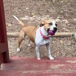 Adoptable (Official) Georgia Dogs for August 10, 2026