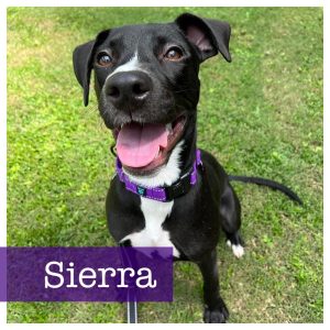 Adoptable (Official) Georgia Dogs for August 11, 2026