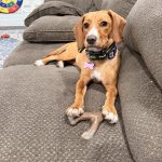 Adoptable (Official) Georgia Dogs for August 12, 2026