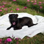 Adoptable (Official) Georgia Dogs for August 14, 2026