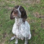 Adoptable (Official) Georgia Dogs for August 17, 2026