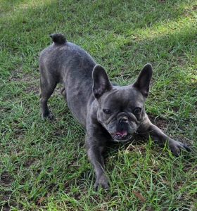 Adoptable (Official) Georgia Dogs for August 17, 2026