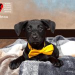 Adoptable (Official) Georgia Dogs for August 18, 2026