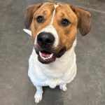 Adoptable (Official) Georgia Dogs for August 19, 2026
