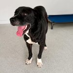 Adoptable (Official) Georgia Dogs for August 21, 2026