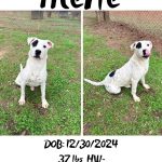 Adoptable (Official) Georgia Dogs for August 24, 2026