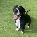 Adoptable (Official) Georgia Dogs for August 25, 2026