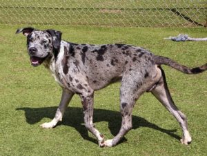 Adoptable (Official) Georgia Dogs for September 1, 2026
