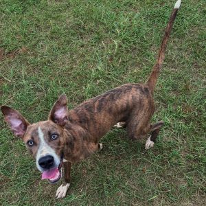 Adoptable (Official) Georgia Dogs for September 2, 2026